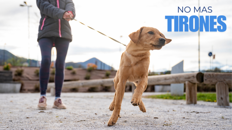 ADIESTRAMIENTO CANINO Técnicas Efectivas para Controlar el Manejo de la Correa: ¡No Más Tirones!