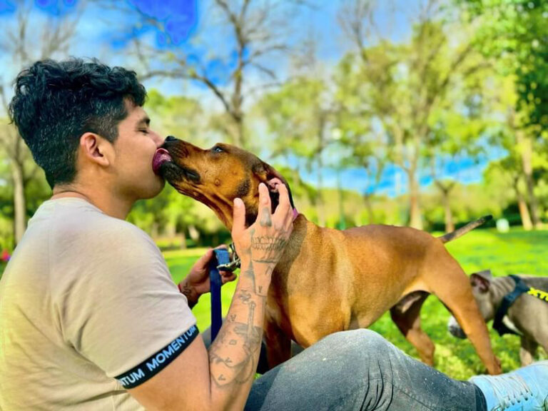 ADIESTRAMIENTO CANINO Desmitificando el Movimiento a la Izquierda y Derecha de la Cola de Tu Perro