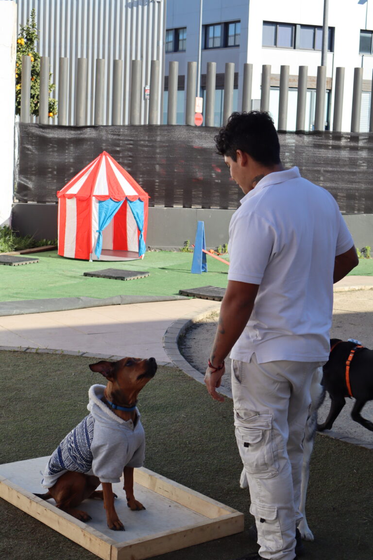 ADIESTRAMIENTO CANINO – APRENDE A ENTENDER A TU PERRO