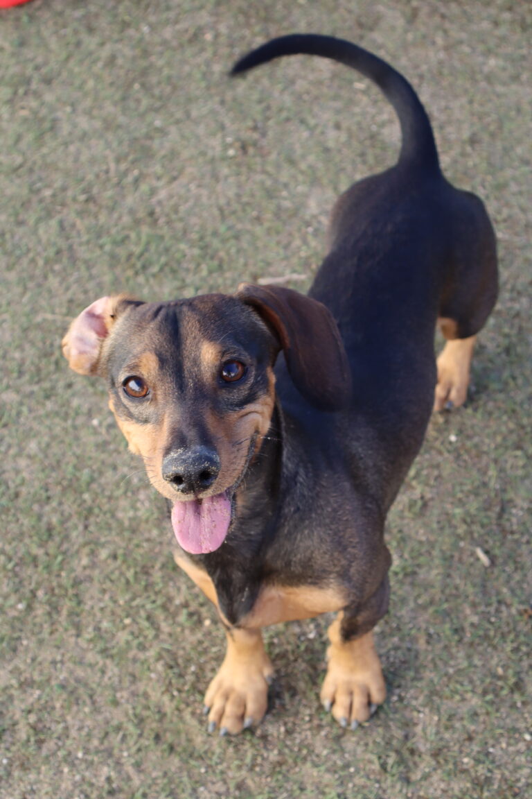 ADIESTRAMIENTO CANINO – LA IMPORTANCIA DE EDUCAR A TU PERRO