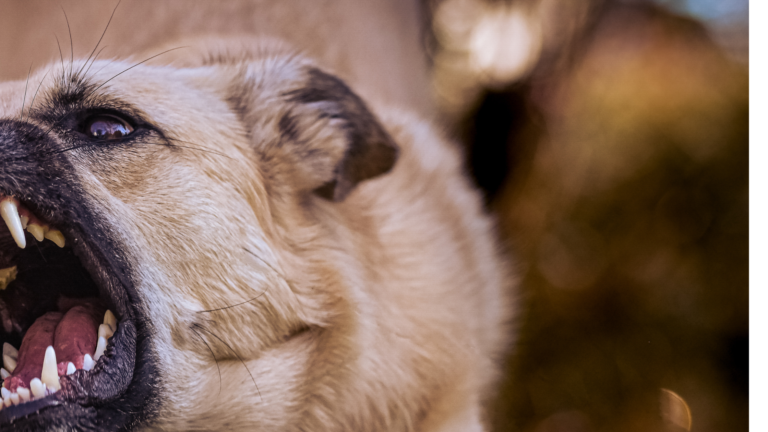 ADIESTRAMIENTO CANINO – ¿Cómo saber si he perdido el vínculo con mi perro y cómo recuperarlo?