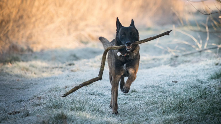 ADIESTRAMIENTO CANINO – COMO SABER SI MI PERRO ES FELIZ