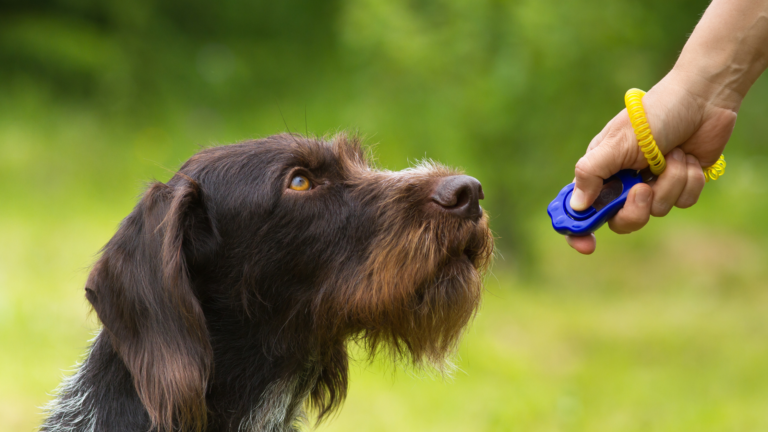 ADIESTRAMIENTO CANINO – COMO CARGAR EL CLICKER