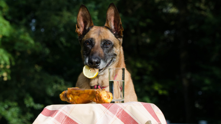 ADIESTRAMIENTO CANINO – ¿COMO AFECTA LA ALIMENTACION AL COMPORTAMIENTO DE MI PERRO?